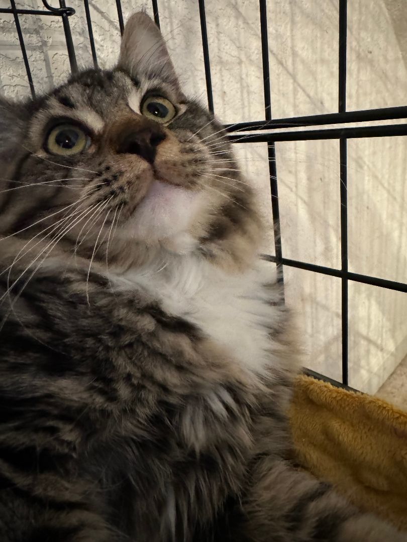 Copper, a Adopted Domestic Long Hair in WINLOCK, WA image 2/5