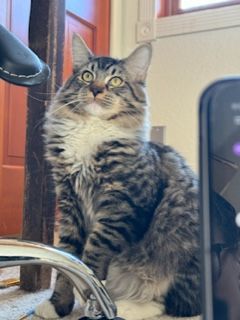 Copper, a Adopted Domestic Long Hair in WINLOCK, WA image 3/5