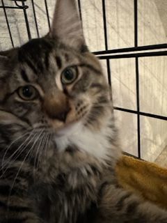 Copper, a Adopted Domestic Long Hair in WINLOCK, WA image 4/5