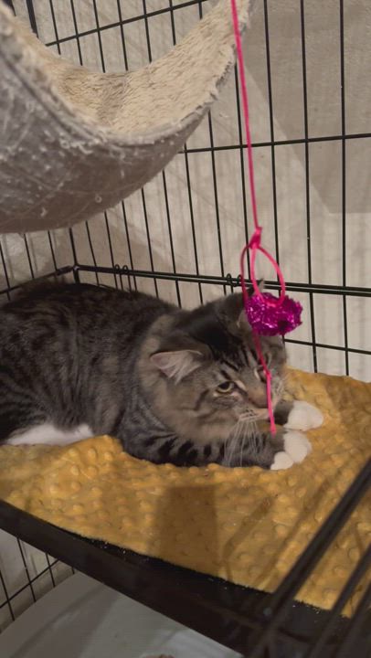 Enlarge Copper, a Adopted Domestic Long Hair in WINLOCK, WA video 5/5