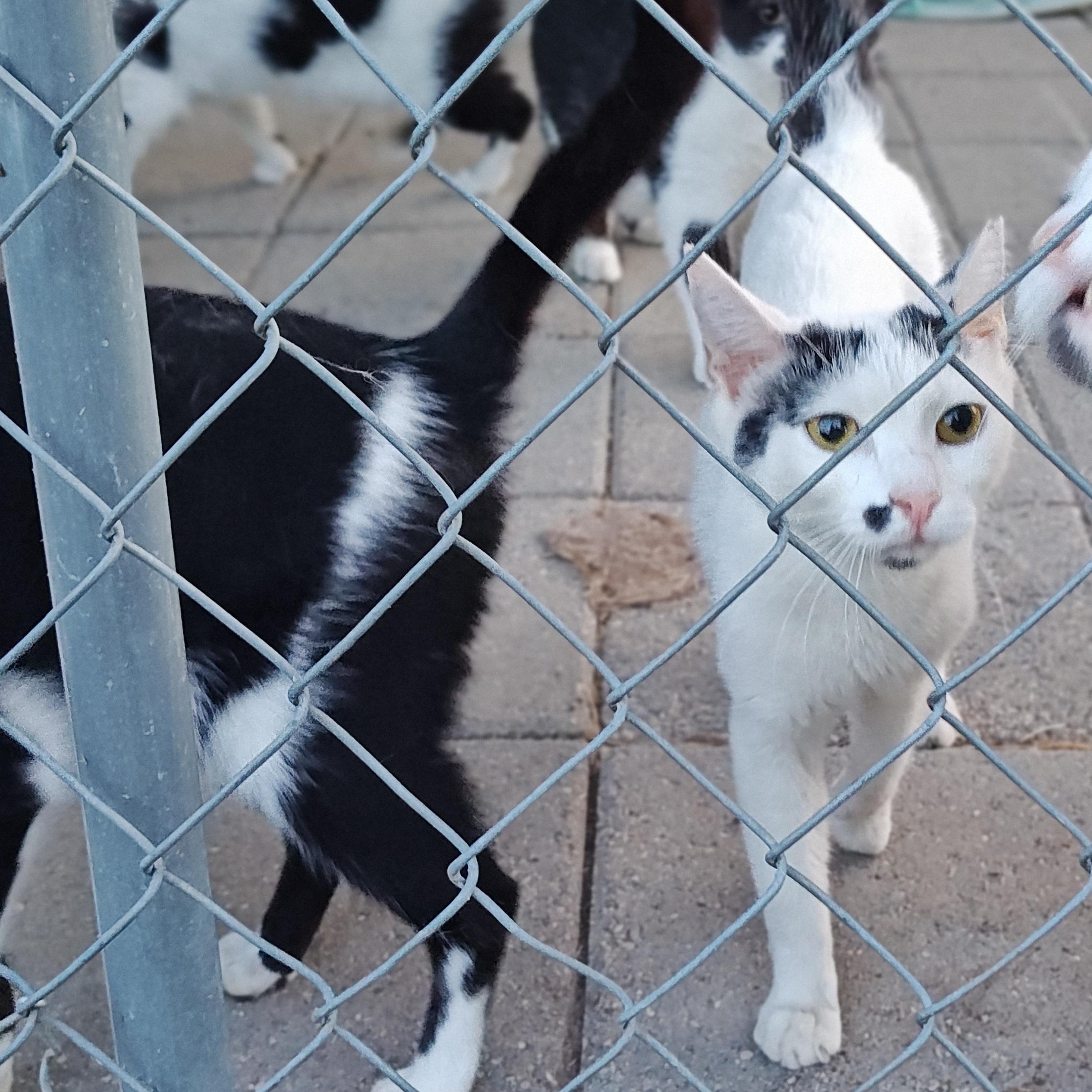 Enlarge Lilly, a Adoptable Domestic Short Hair in Salisbury, MD image 1/1