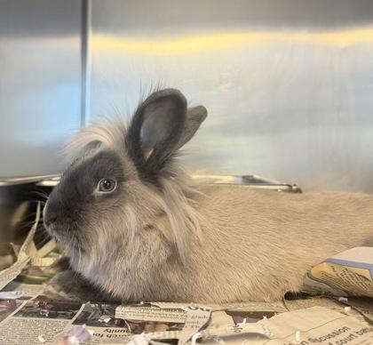 Enlarge Lola, a Adoptable Bunny Rabbit in Bensalem, PA image 1/2