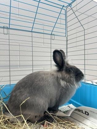 Enlarge Lola, a Adoptable Bunny Rabbit in Bensalem, PA image 2/2