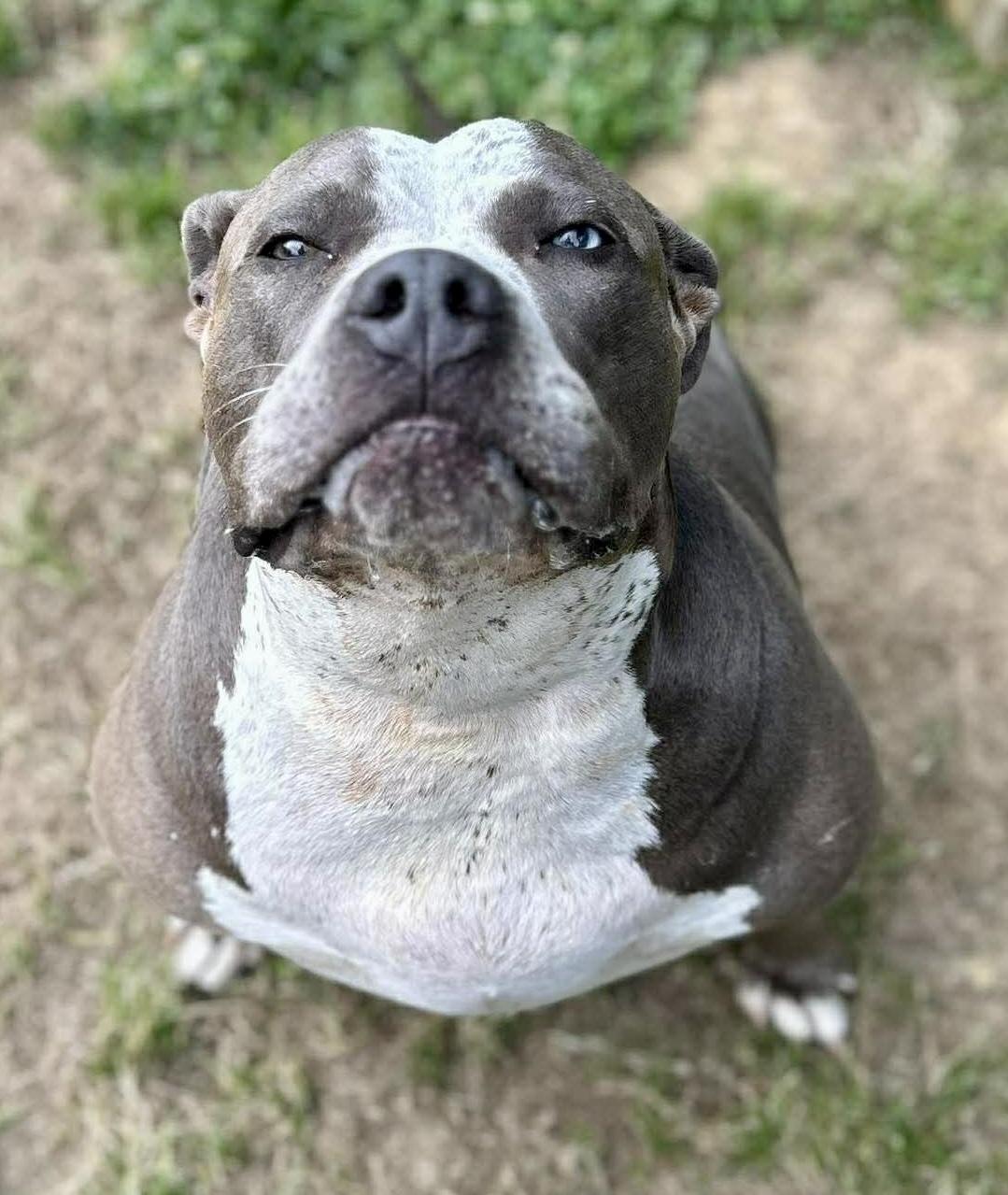 Enlarge Deliliah, a ADOPTABLE Terrier in Lancaster, SC image 1/2