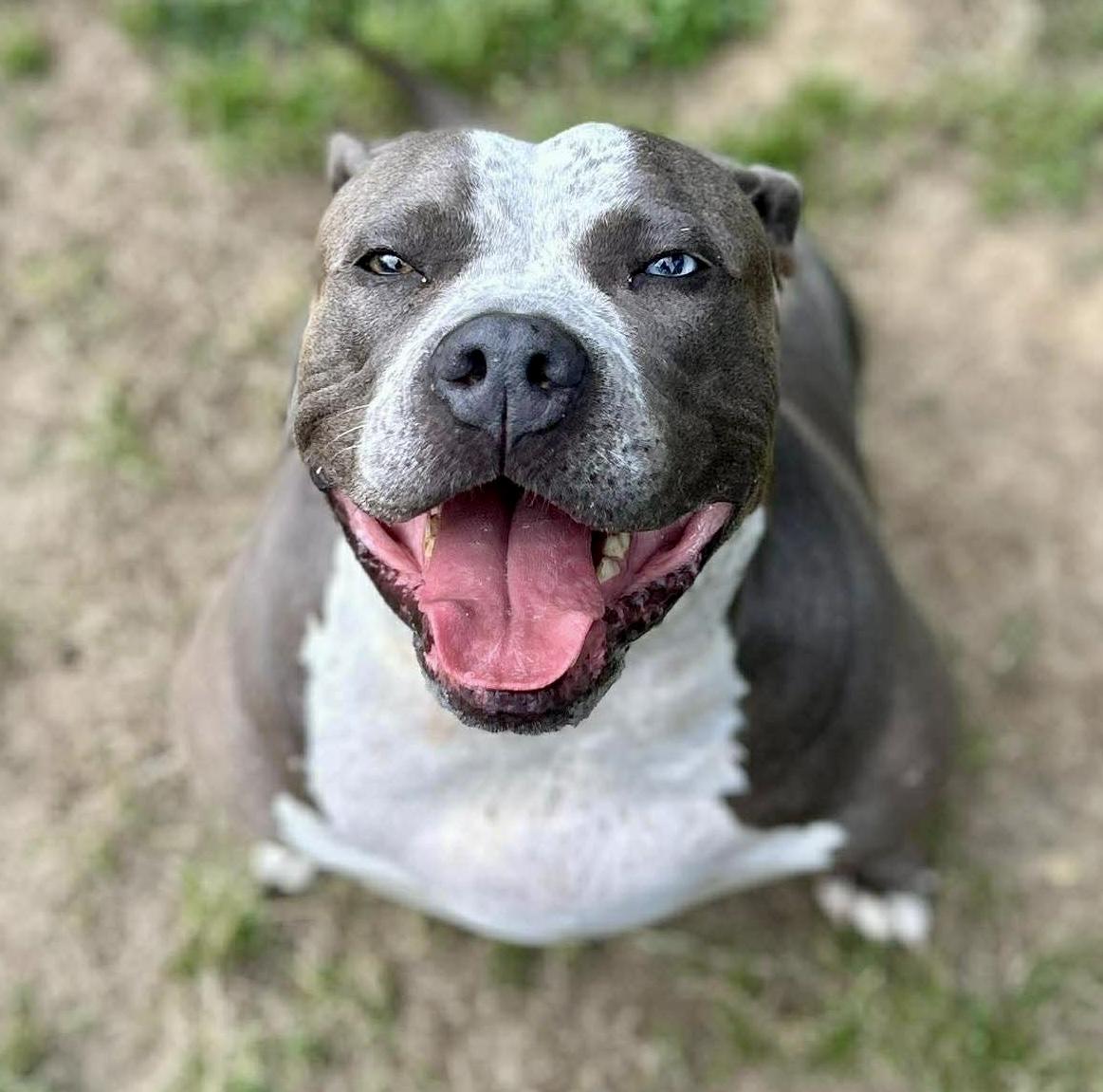 Enlarge Deliliah, a ADOPTABLE Terrier in Lancaster, SC image 2/2