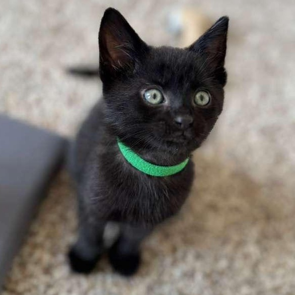 Rico, adopted, Young Male Domestic Short Hair.