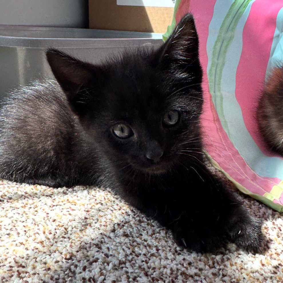 Enlarge Rico, an adopted mixed breed in Renfrew, PA image 3/3