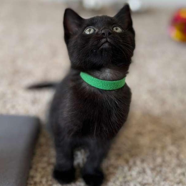 Enlarge Rico, an adopted mixed breed in Renfrew, PA image 2/3