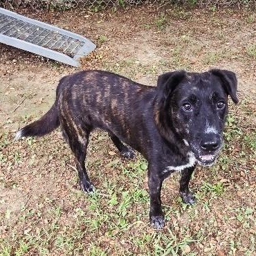 Enlarge Bella Grace, a Adoptable mixed breed in Ashburn, VA image 4/6