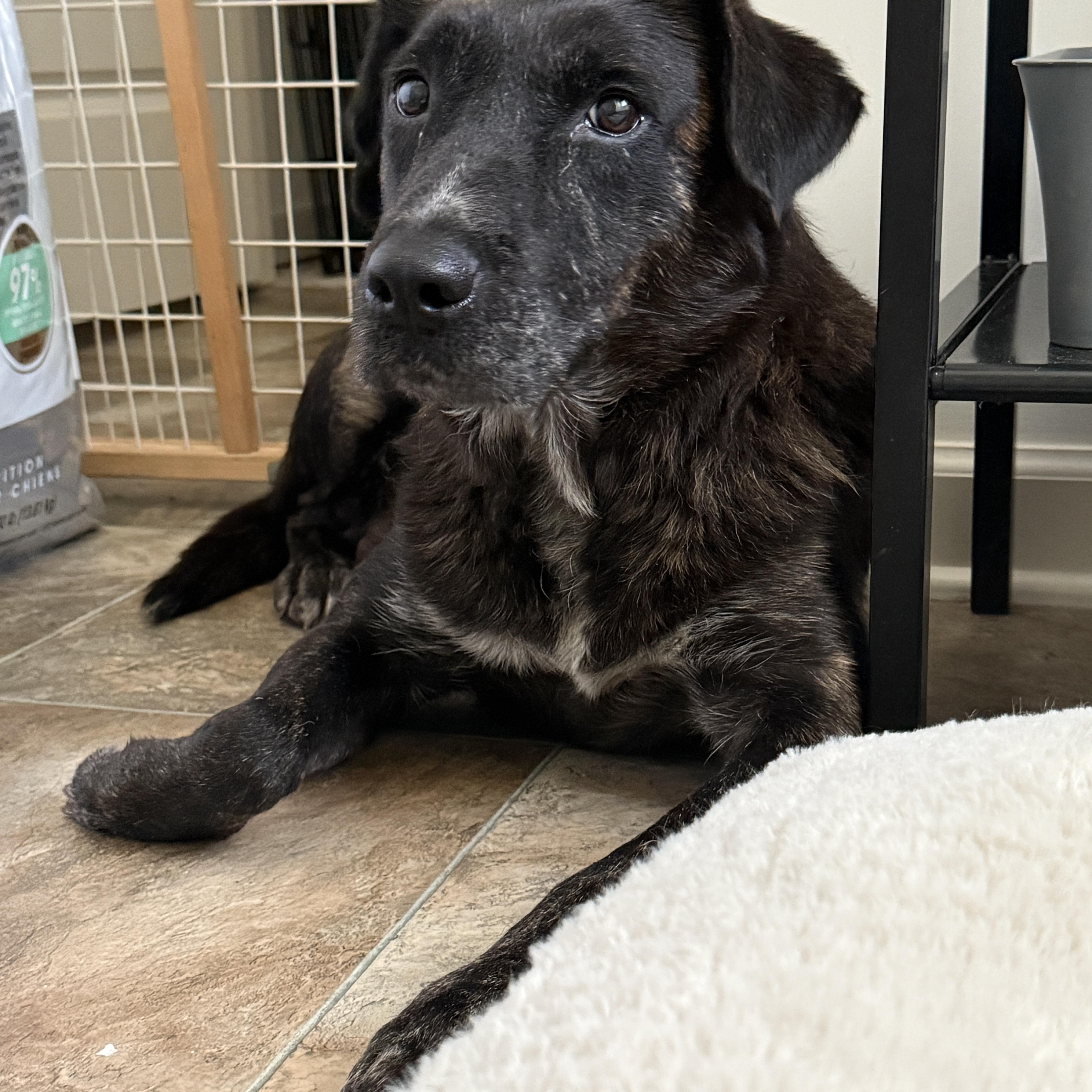 Enlarge Bella Grace, a Adoptable mixed breed in Ashburn, VA image 5/6