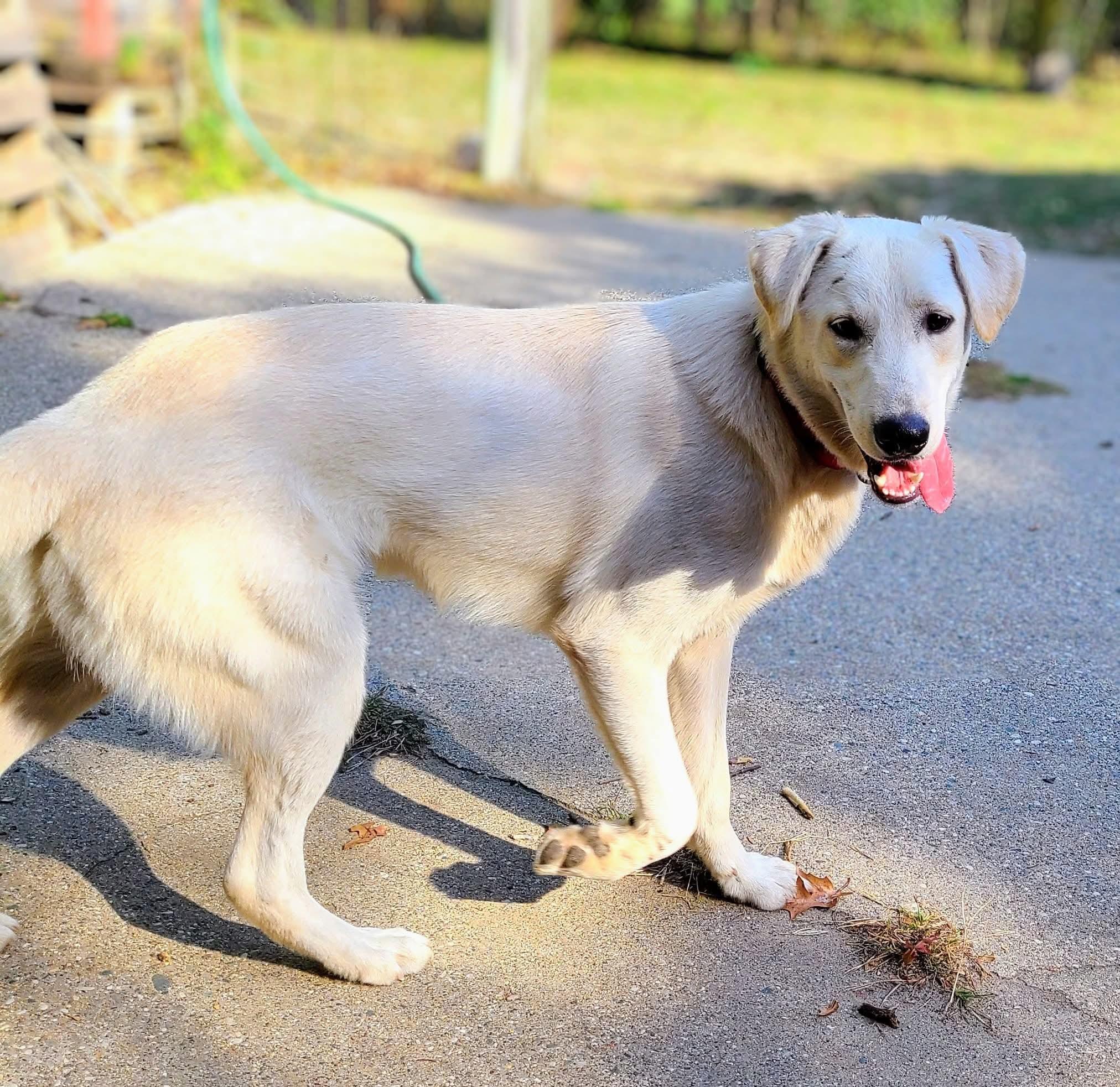 Jack, a Adoptable mixed breed in Grand Rapids, MI image 1/2