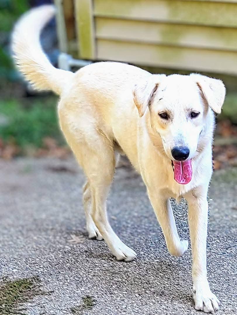 Jack, a Adoptable mixed breed in Grand Rapids, MI image 2/2