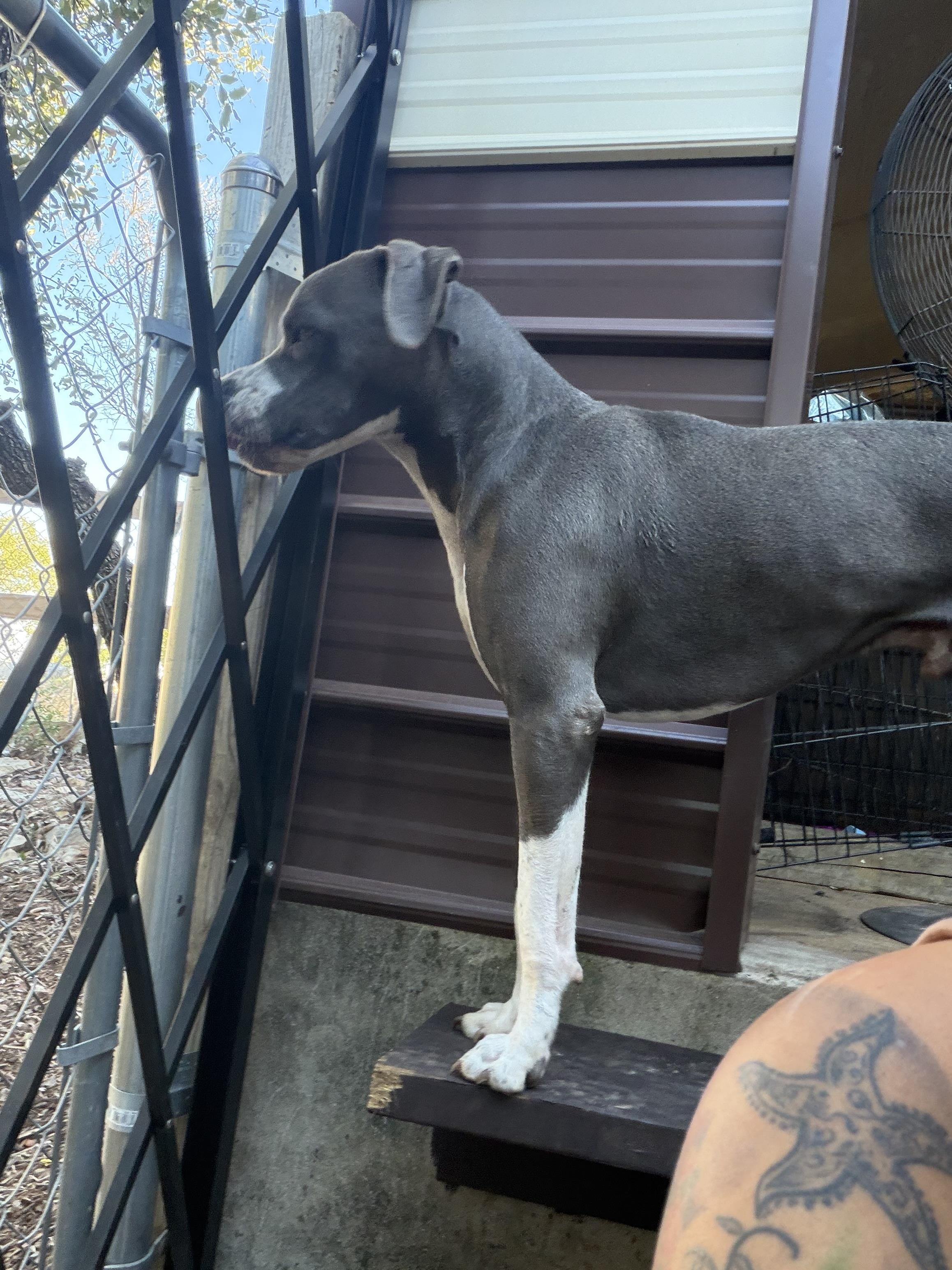 Enlarge Mana , a Adoptable American Staffordshire Terrier in Menands, NY image 4/4