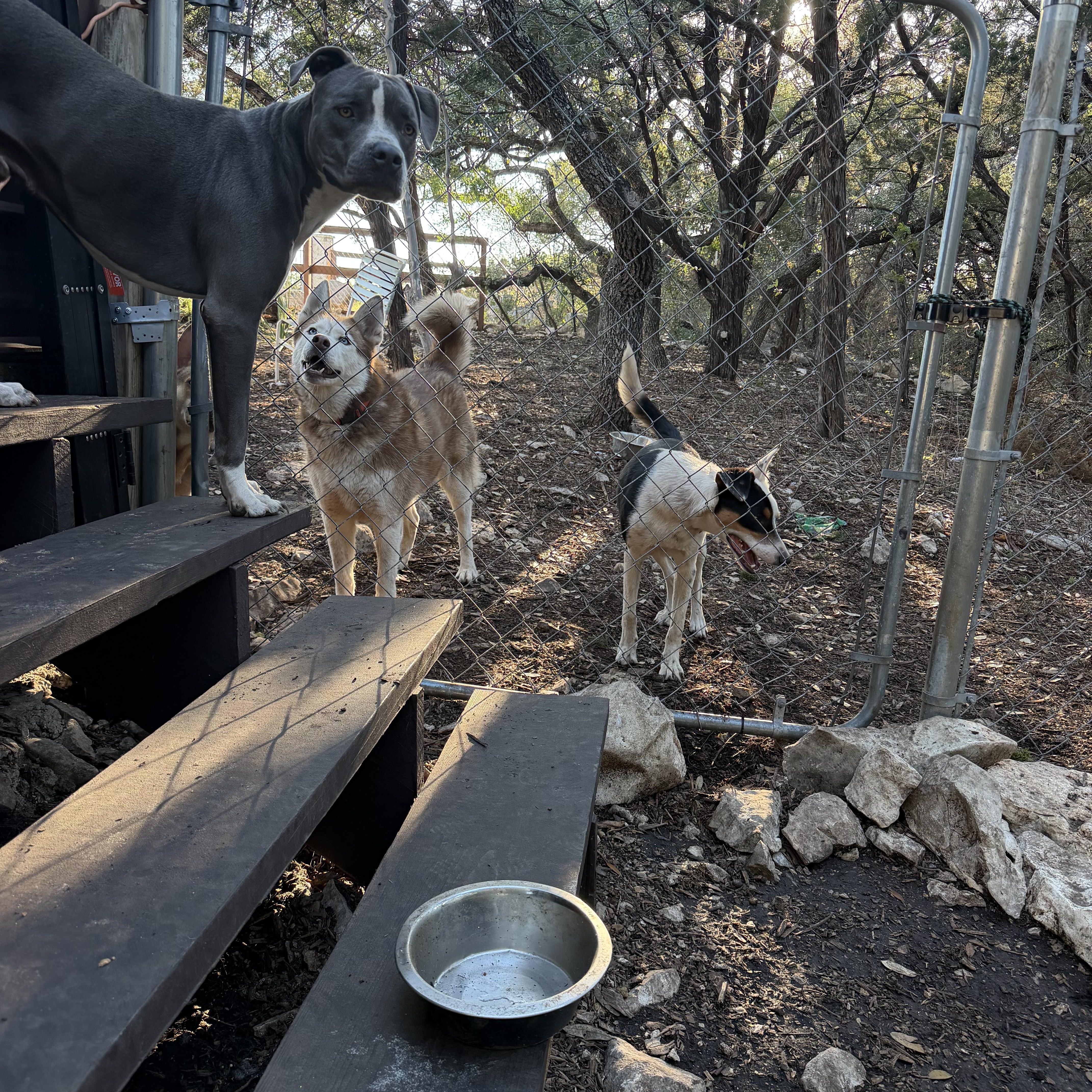 Enlarge Mana , a Adoptable American Staffordshire Terrier in Menands, NY image 3/4