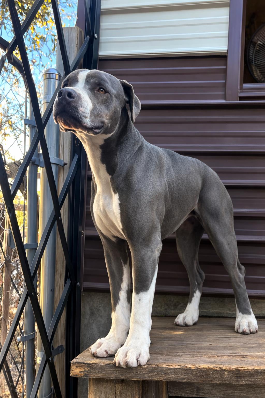 Enlarge Mana , a Adoptable American Staffordshire Terrier in Menands, NY image 2/4