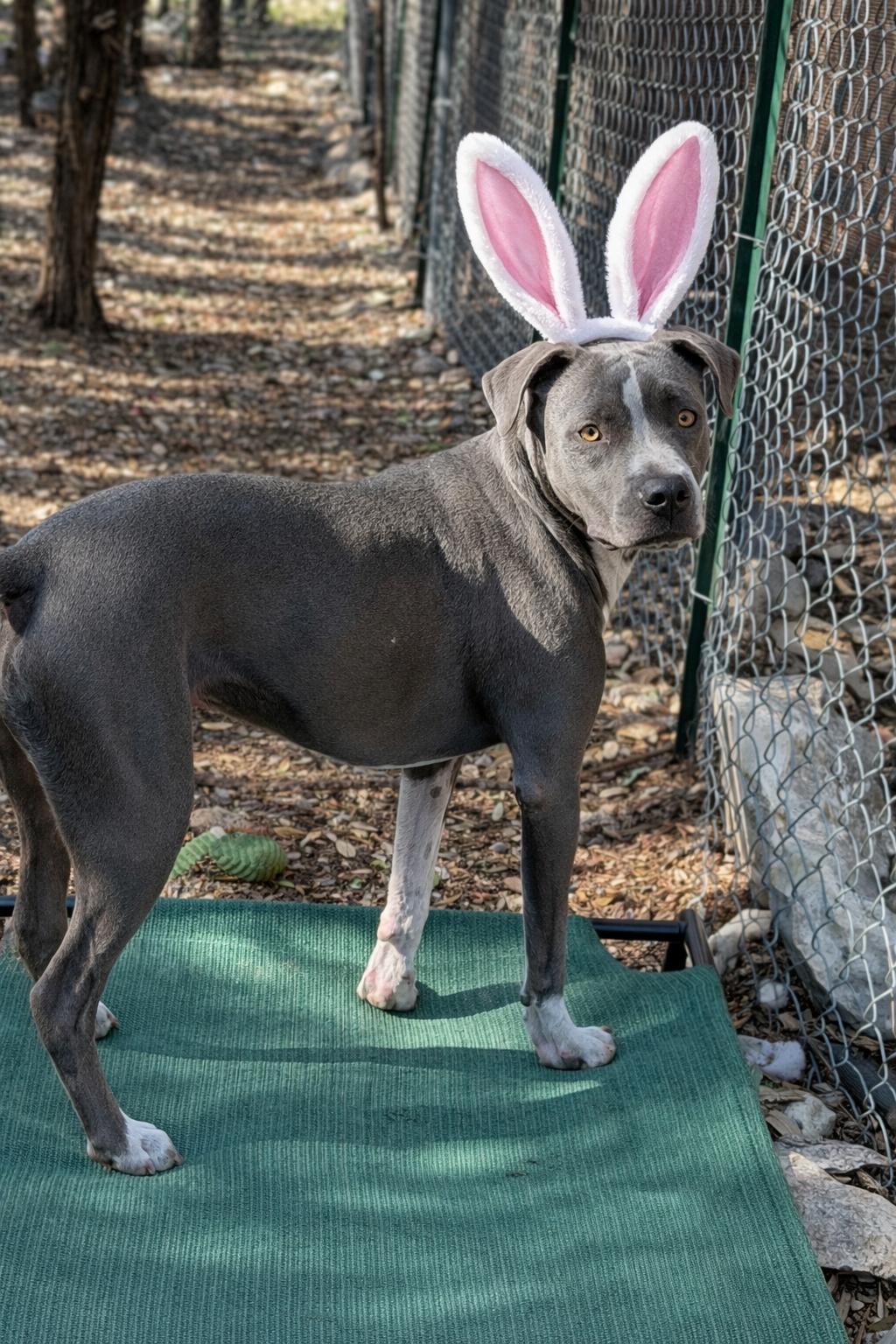 Enlarge Mana , a Adoptable American Staffordshire Terrier in Menands, NY image 1/4