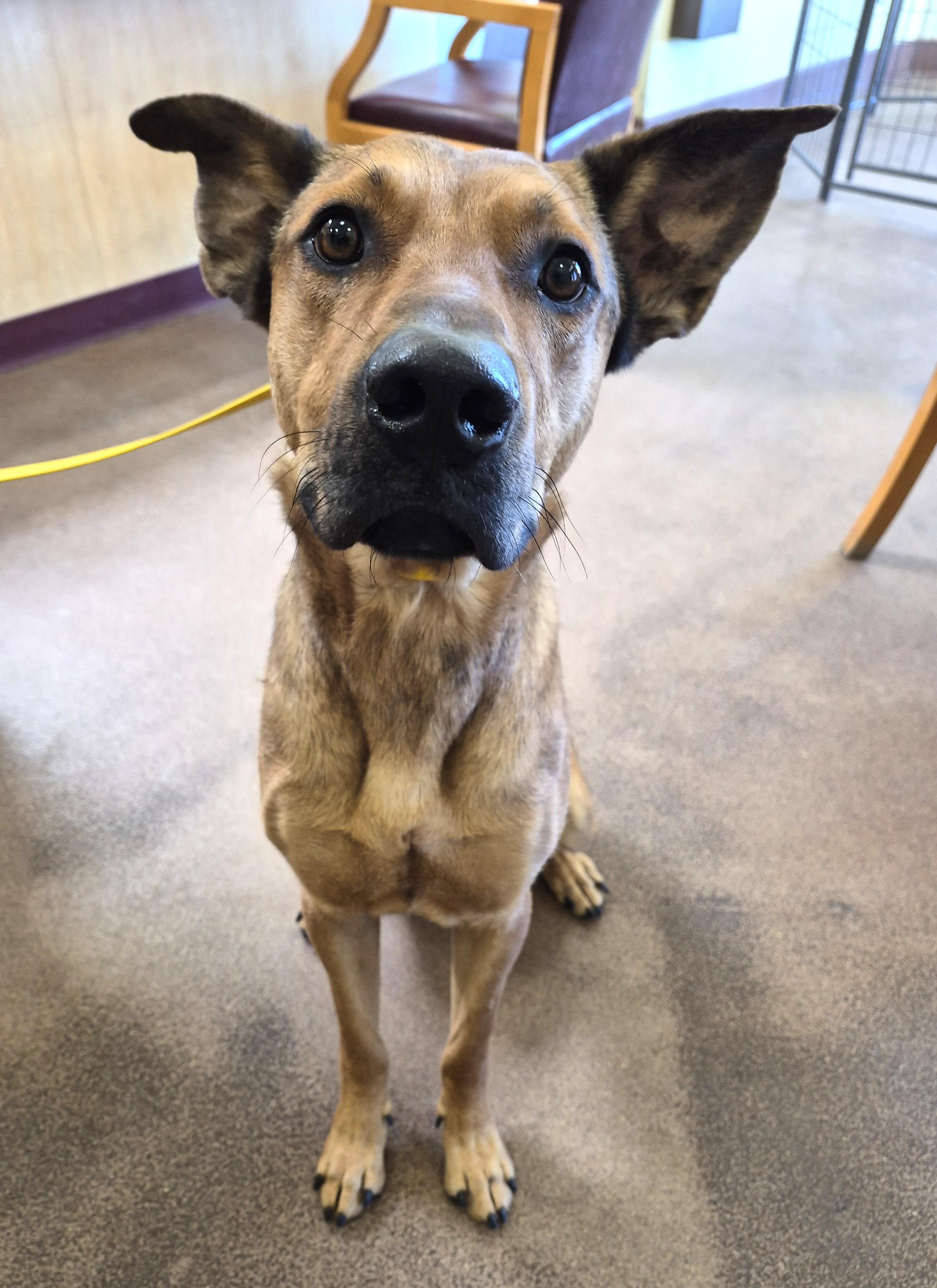 Groot, adopted, Adult Male Catahoula Leopard Dog & Shepherd.