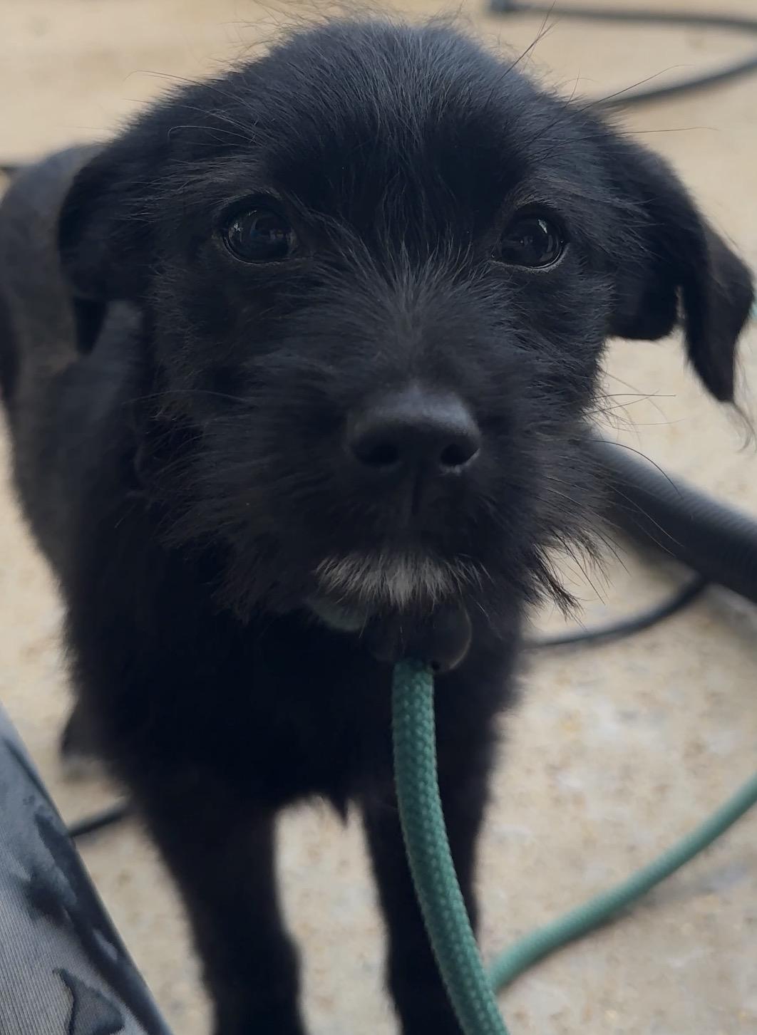 Blanket, a Adoptable Terrier in Falmouth, MA image 1/6