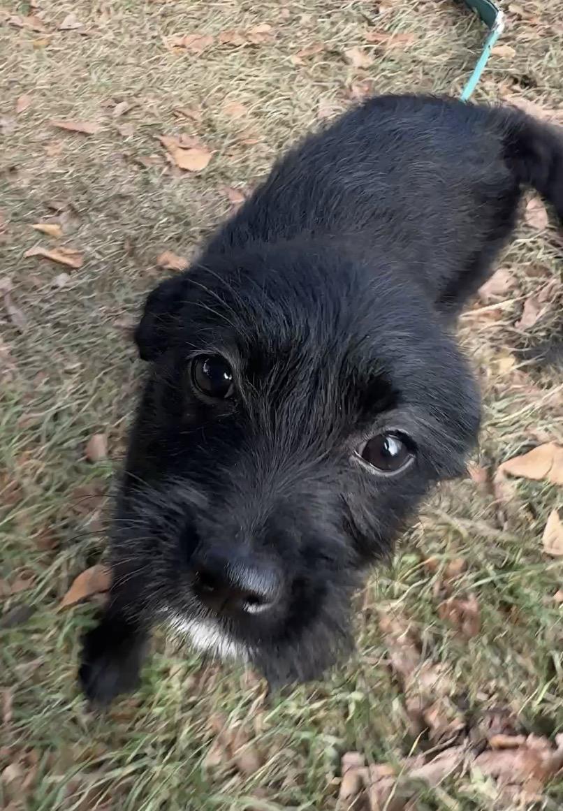Blanket, a Adoptable Terrier in Falmouth, MA image 2/6