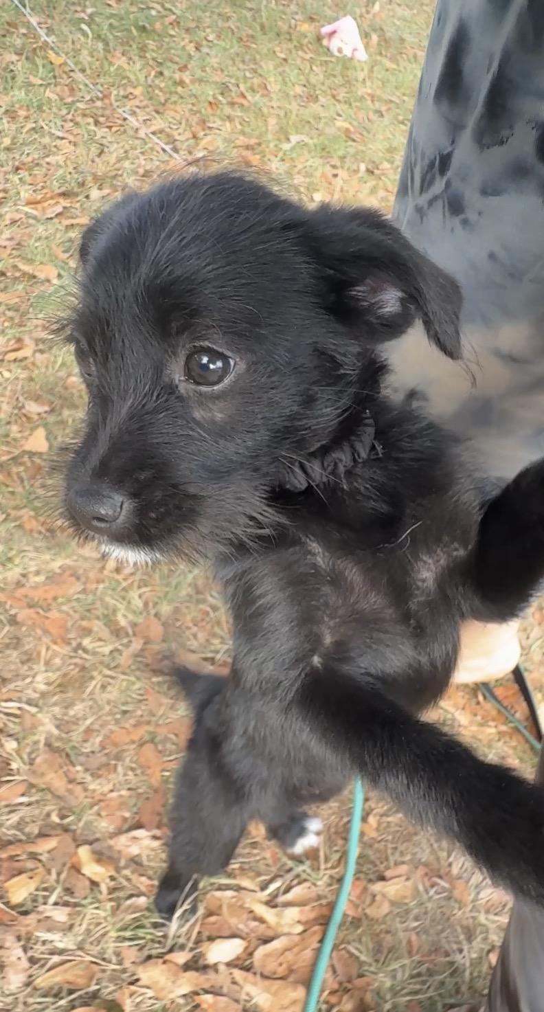 Blanket, a Adoptable Terrier in Falmouth, MA image 3/6