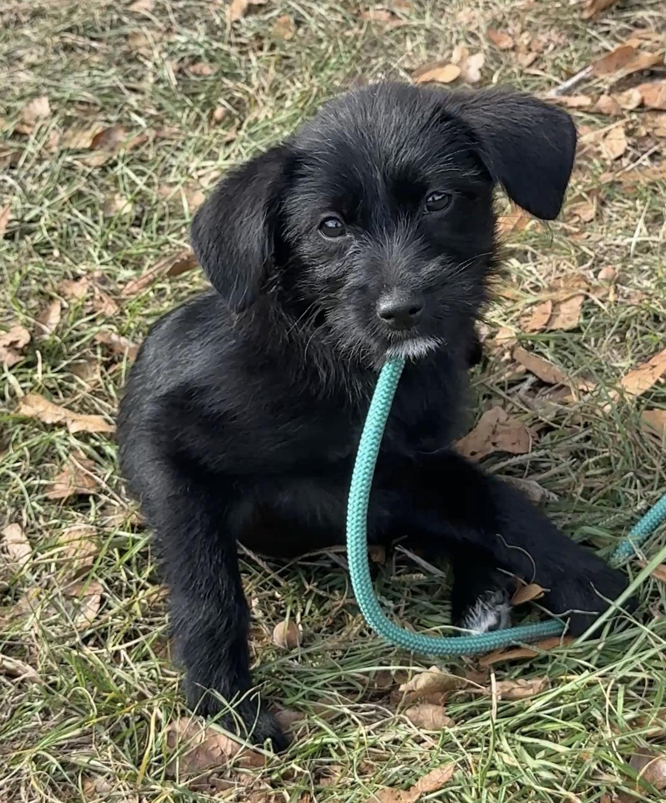 Blanket, a Adoptable Terrier in Falmouth, MA image 5/6