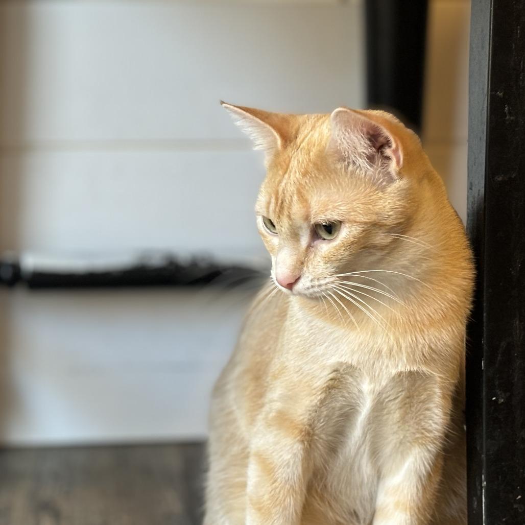Weasley, a Adoptable Domestic Short Hair in Rochester, MN image 1/4