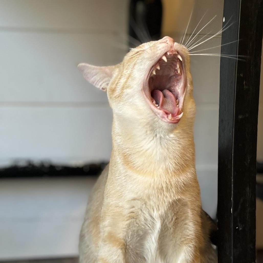Weasley, a Adoptable Domestic Short Hair in Rochester, MN image 3/4
