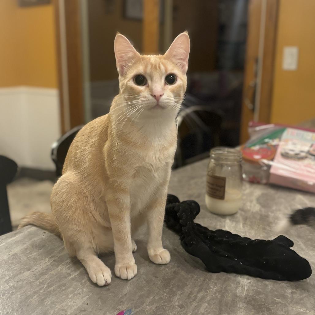 Weasley, a Adoptable Domestic Short Hair in Rochester, MN image 4/4