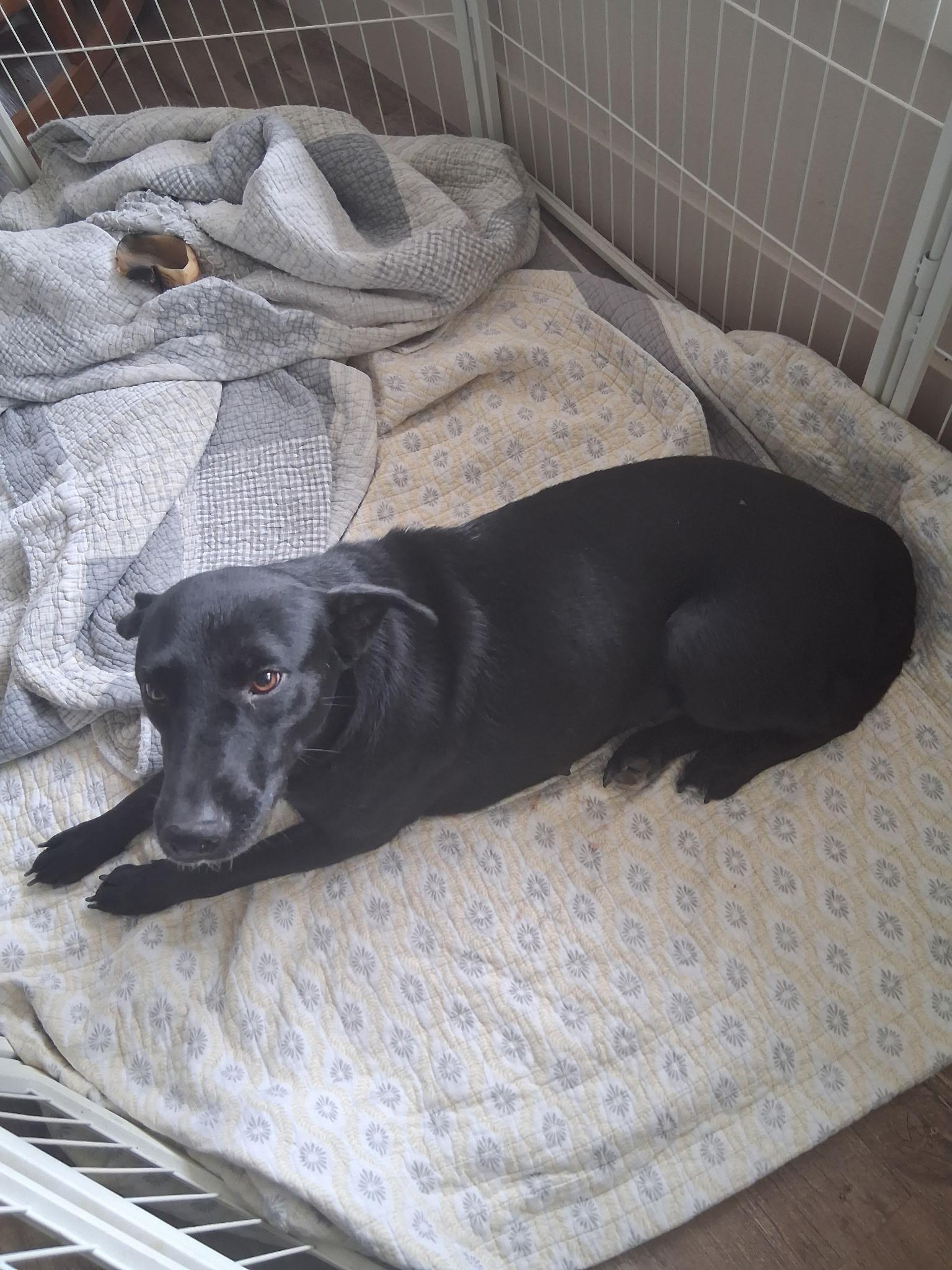 Enlarge Bonnie, a Adoptable mixed breed in Bella Vista, AR image 3/4