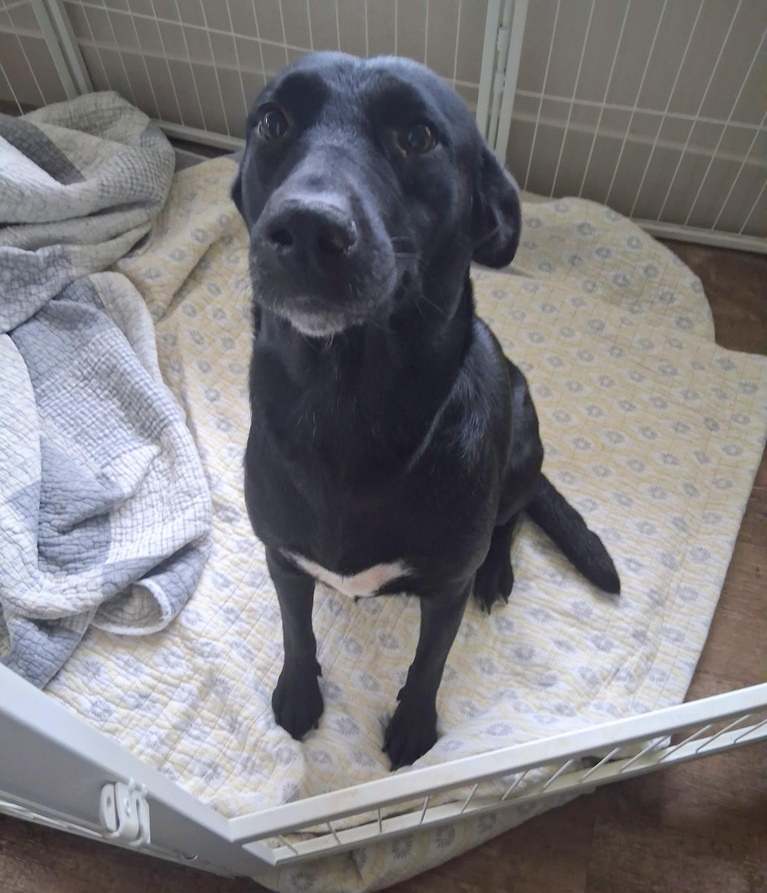 Bonnie, Adoptable, Adult Female Black Labrador Retriever & Husky.
