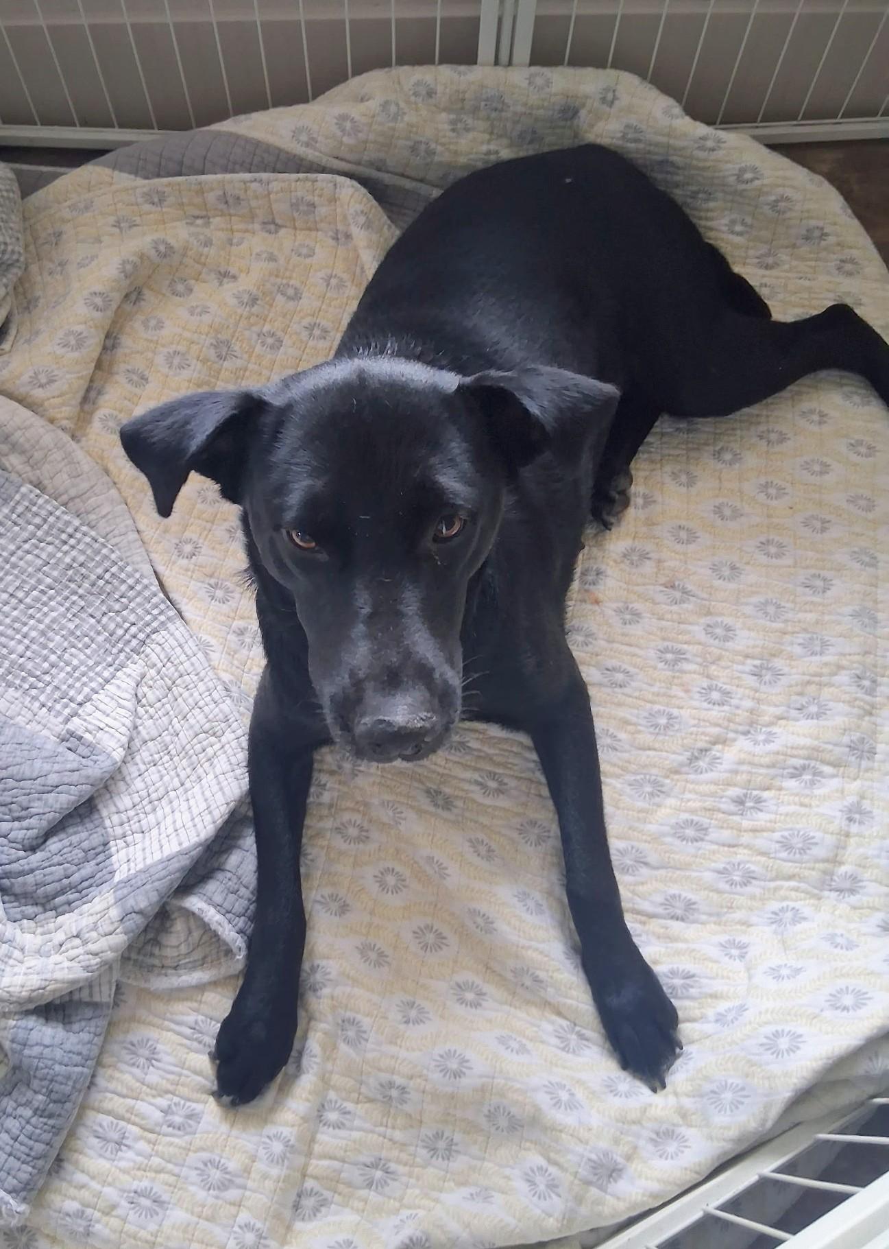 Enlarge Bonnie, a Adoptable mixed breed in Bella Vista, AR image 2/4
