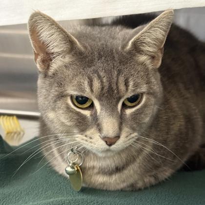 Odette, an adopted Domestic Short Hair in Lansing, MI image 3/3