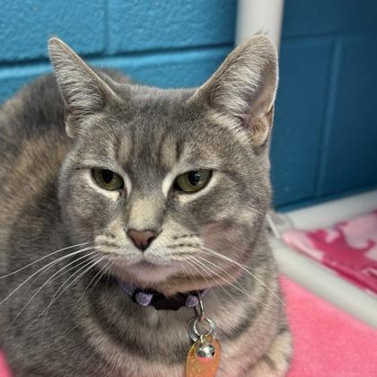 Odette, an adopted Domestic Short Hair in Lansing, MI image 1/3