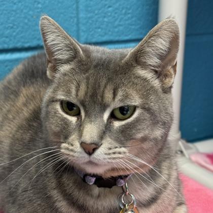 Odette, an adopted Domestic Short Hair in Lansing, MI image 2/3