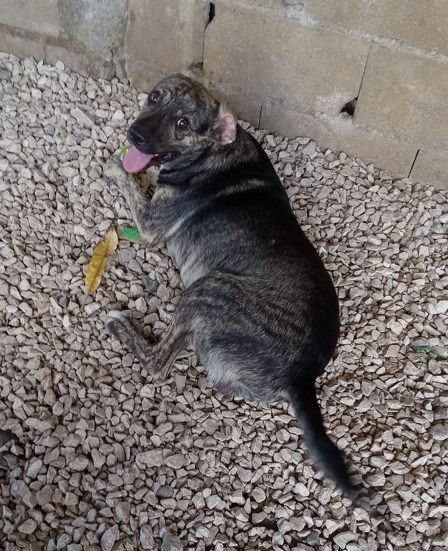 Enlarge Kylo (NJ), an adoptable Mixed Breed in Morristown, NJ image 1/3