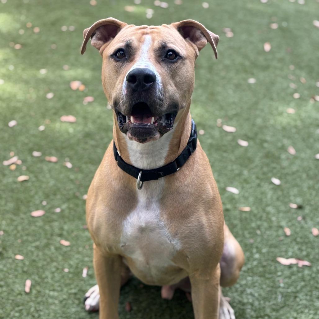 Enlarge Kovu, a Adoptable mixed breed in Titusville, FL image 1/5