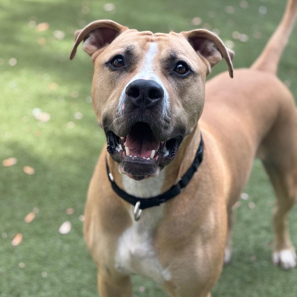 Enlarge Kovu, a Adoptable mixed breed in Titusville, FL image 2/5