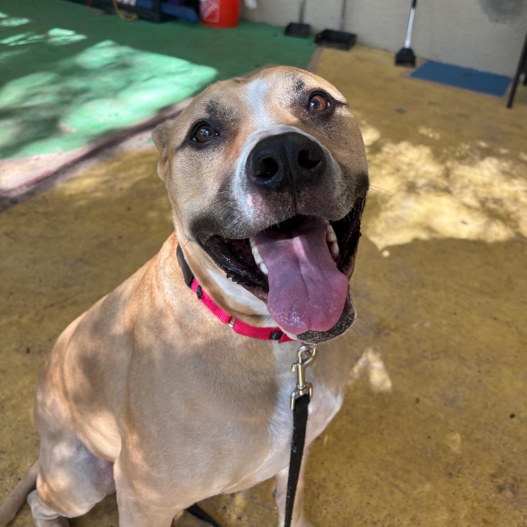 Enlarge Kovu, a Adoptable mixed breed in Titusville, FL image 3/5