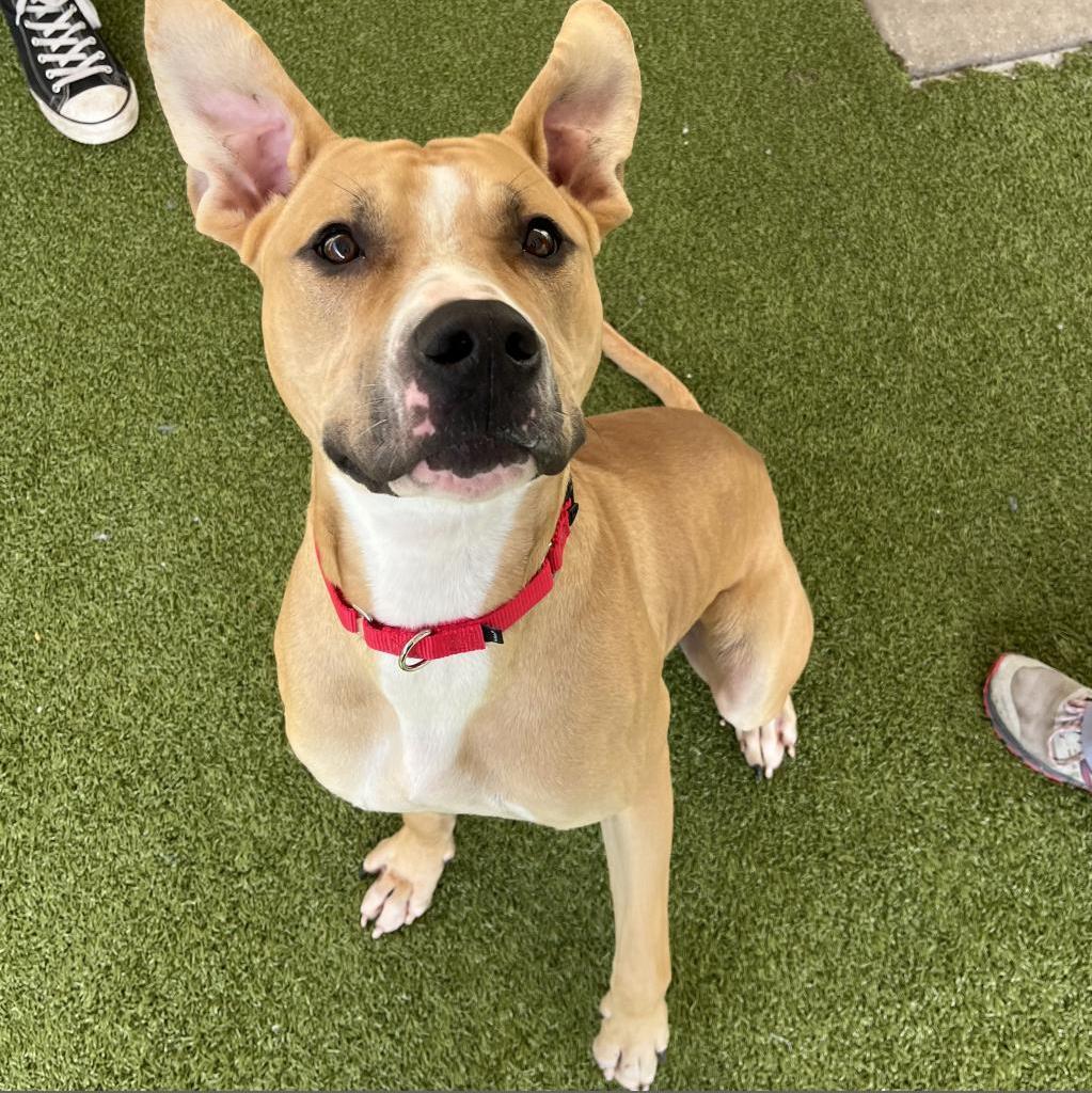 Enlarge Kovu, a Adoptable mixed breed in Titusville, FL image 4/5