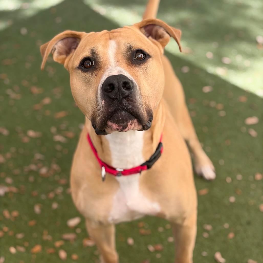 Enlarge Melman, a Adoptable mixed breed in Titusville, FL image 5/6