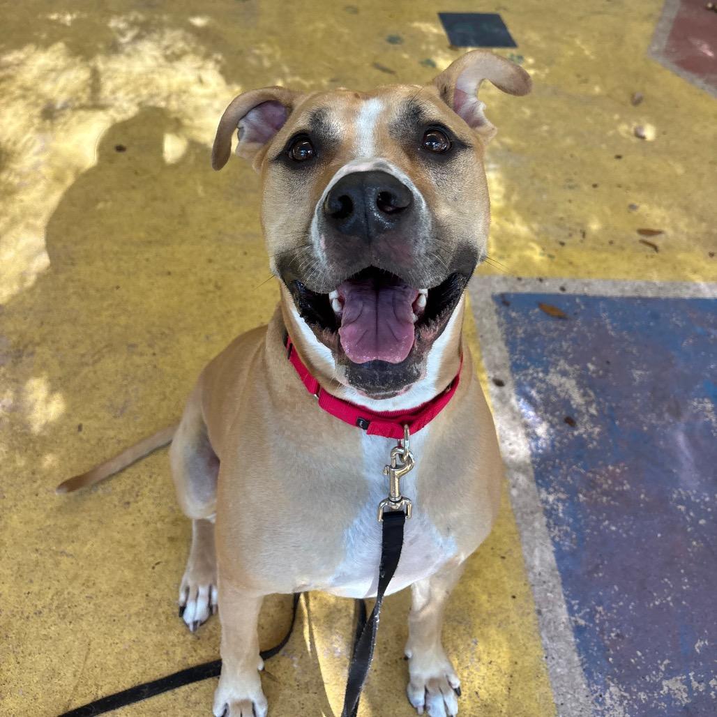 Enlarge Kovu, a Adoptable mixed breed in Titusville, FL image 5/5