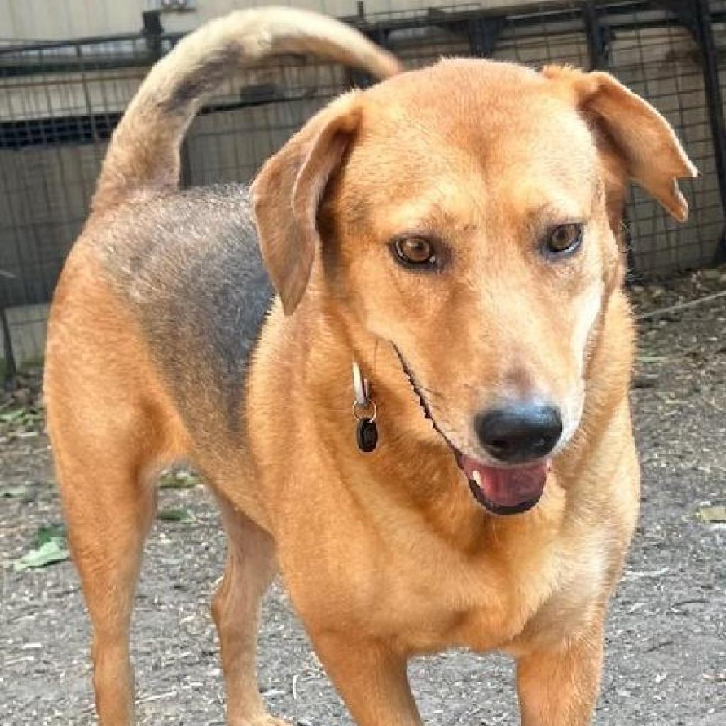 Adele, a Adoptable mixed breed in San Antonio, TX image 1/6