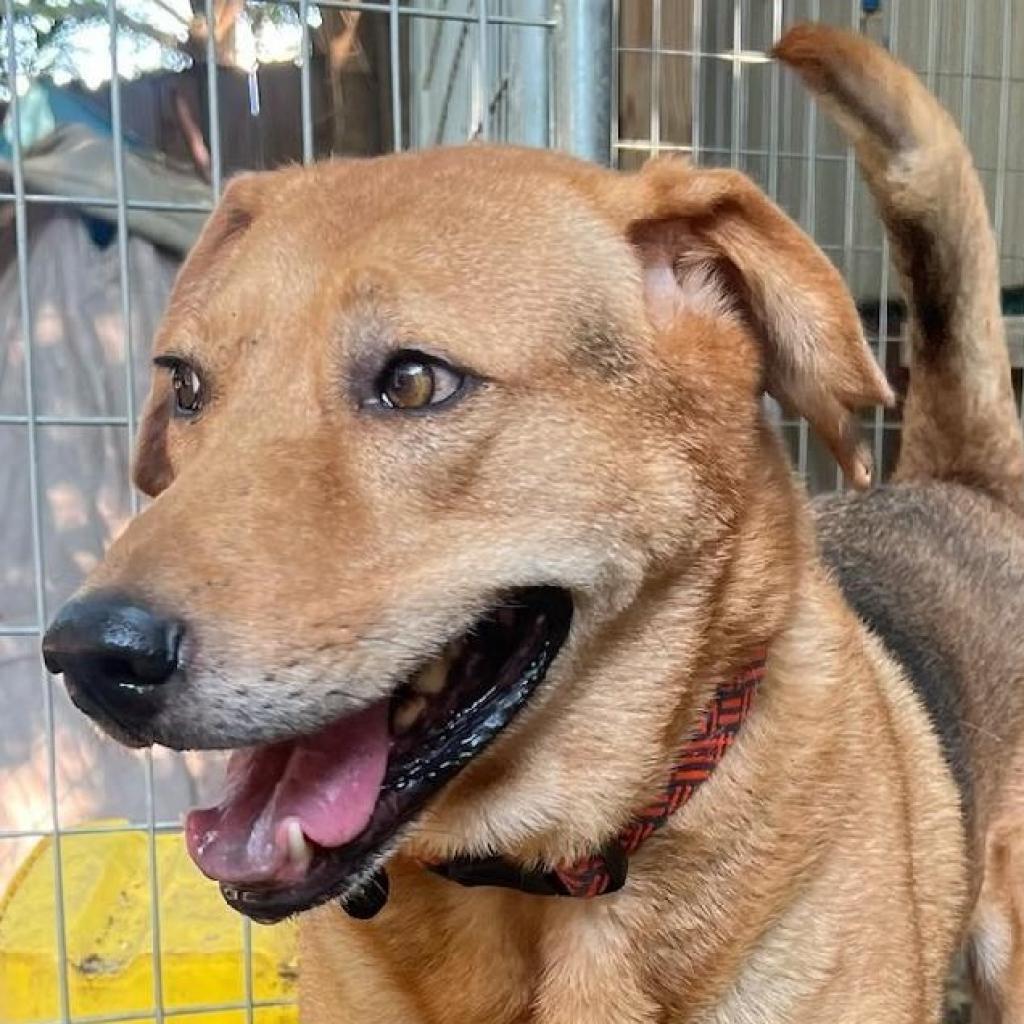 Adele, a Adoptable mixed breed in San Antonio, TX image 2/6