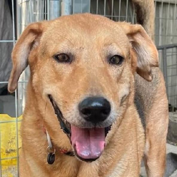 Adele, a Adoptable mixed breed in San Antonio, TX image 4/6