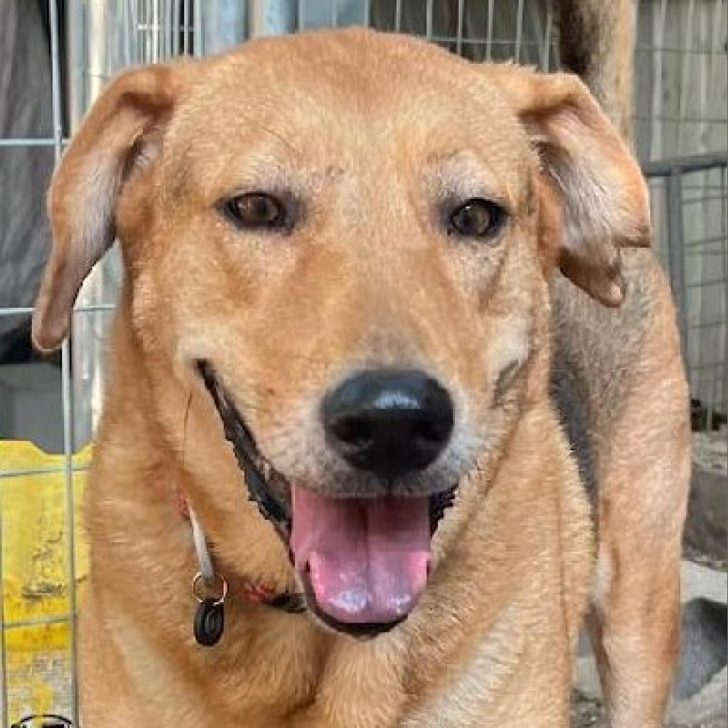 Adele, a Adoptable mixed breed in San Antonio, TX image 5/6