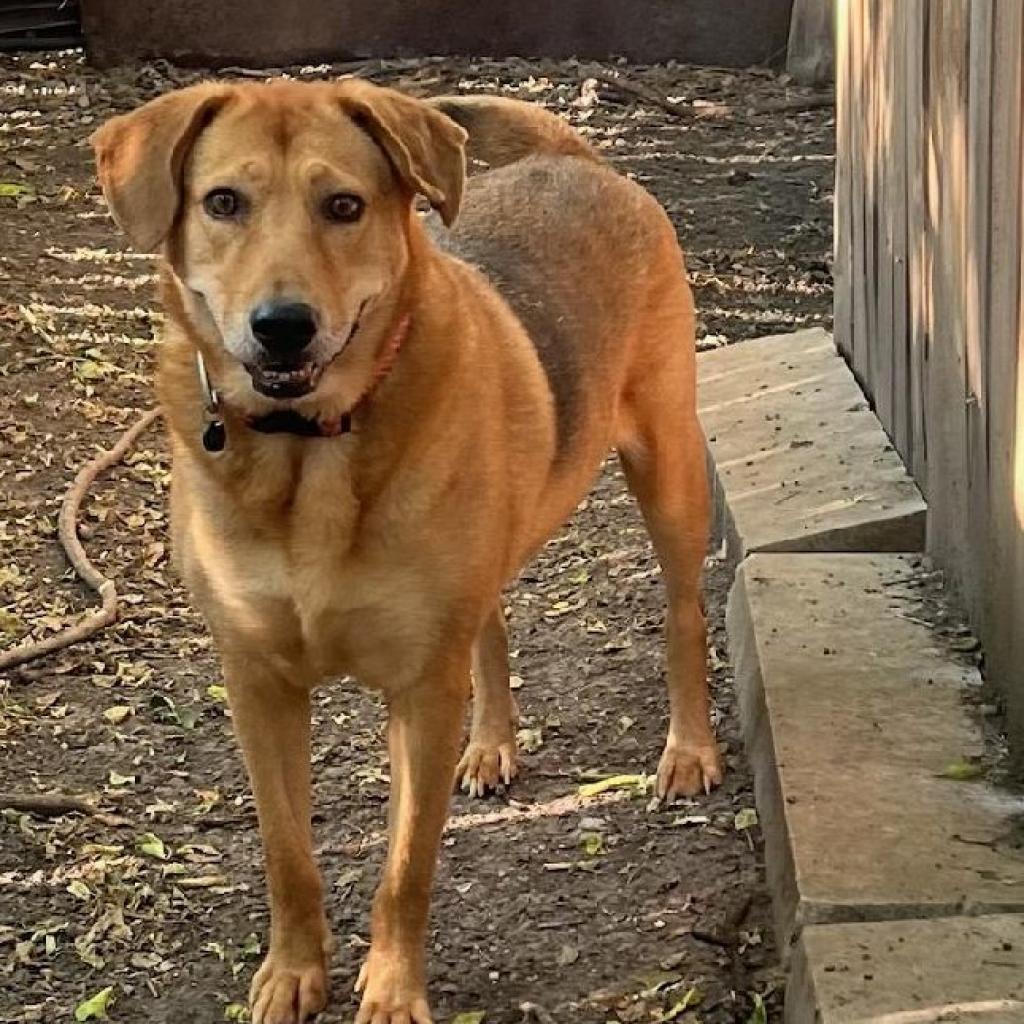 Adele, a Adoptable mixed breed in San Antonio, TX image 6/6