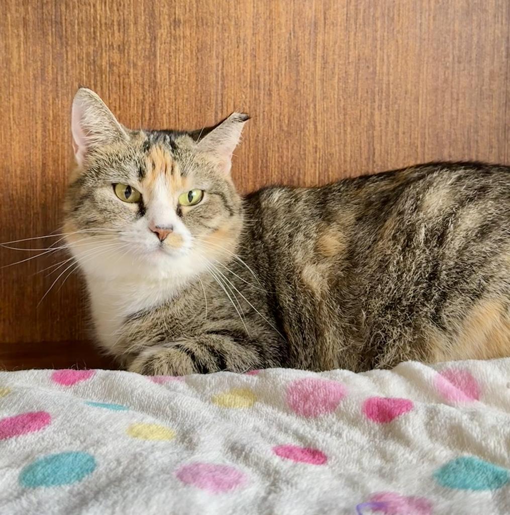 Pixie, Adoptable, Young Female Domestic Short Hair.