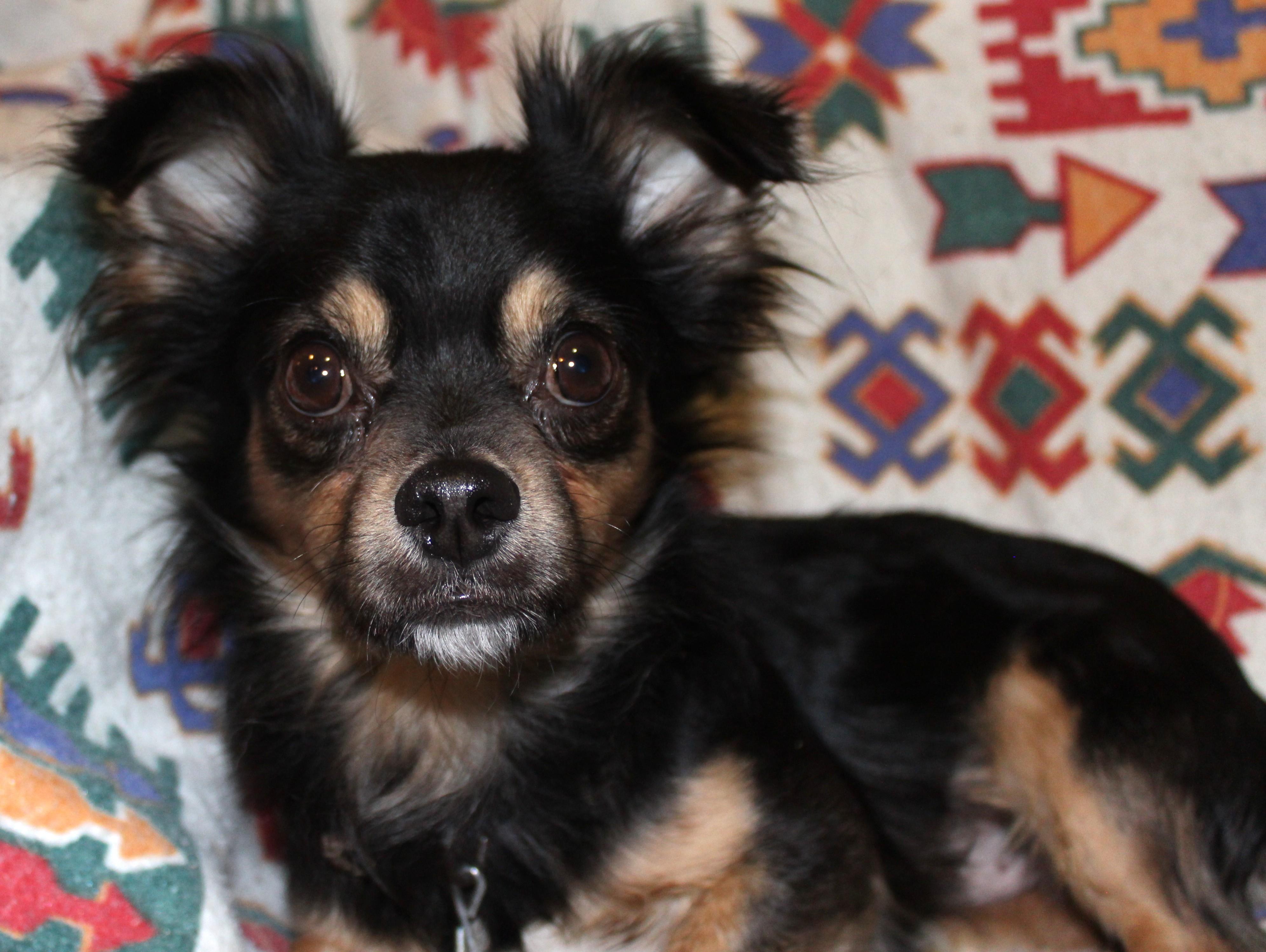 Enlarge Charlie, an adopted mixed breed in Huron, SD image 2/4