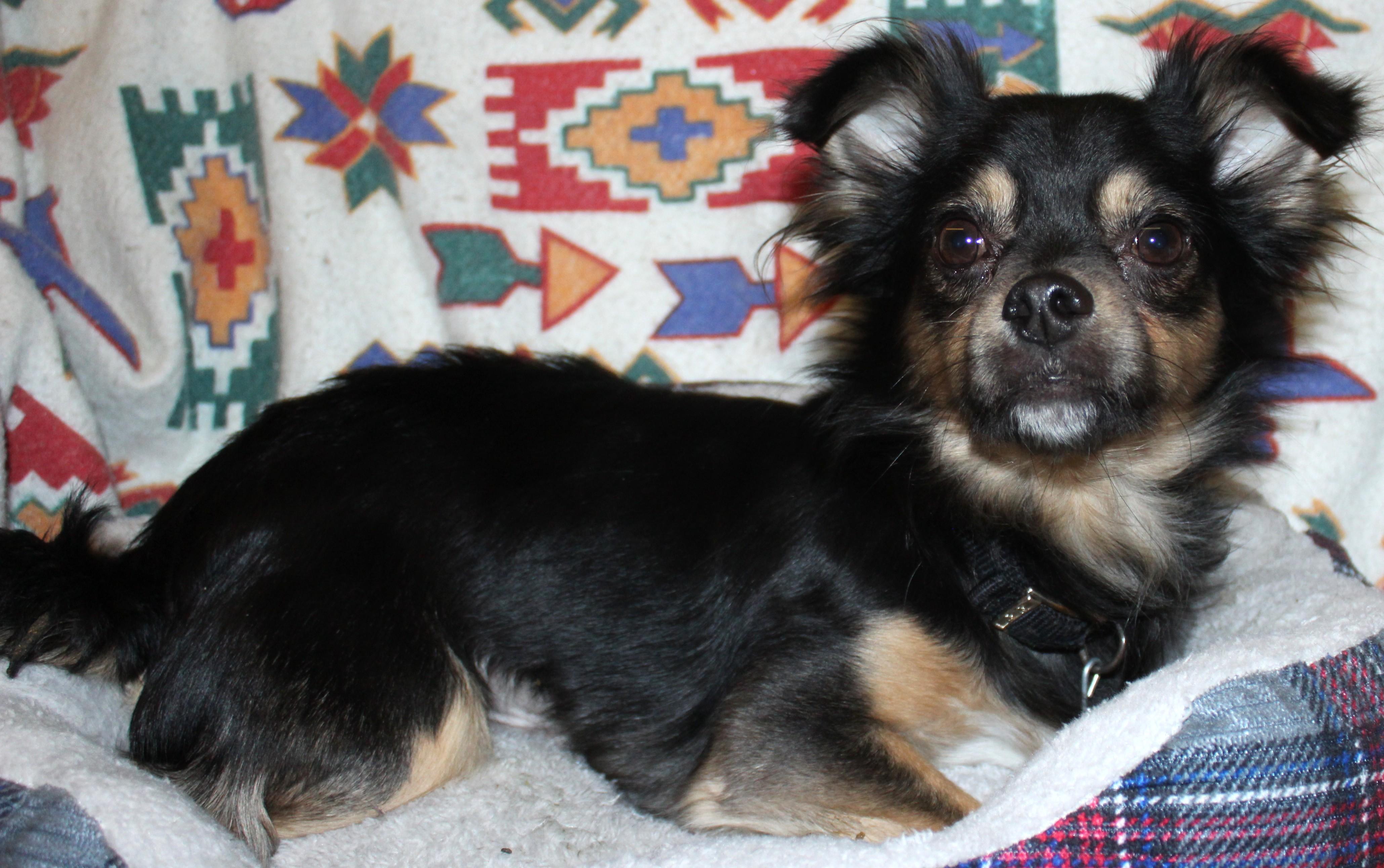 Enlarge Charlie, an adopted mixed breed in Huron, SD image 3/4