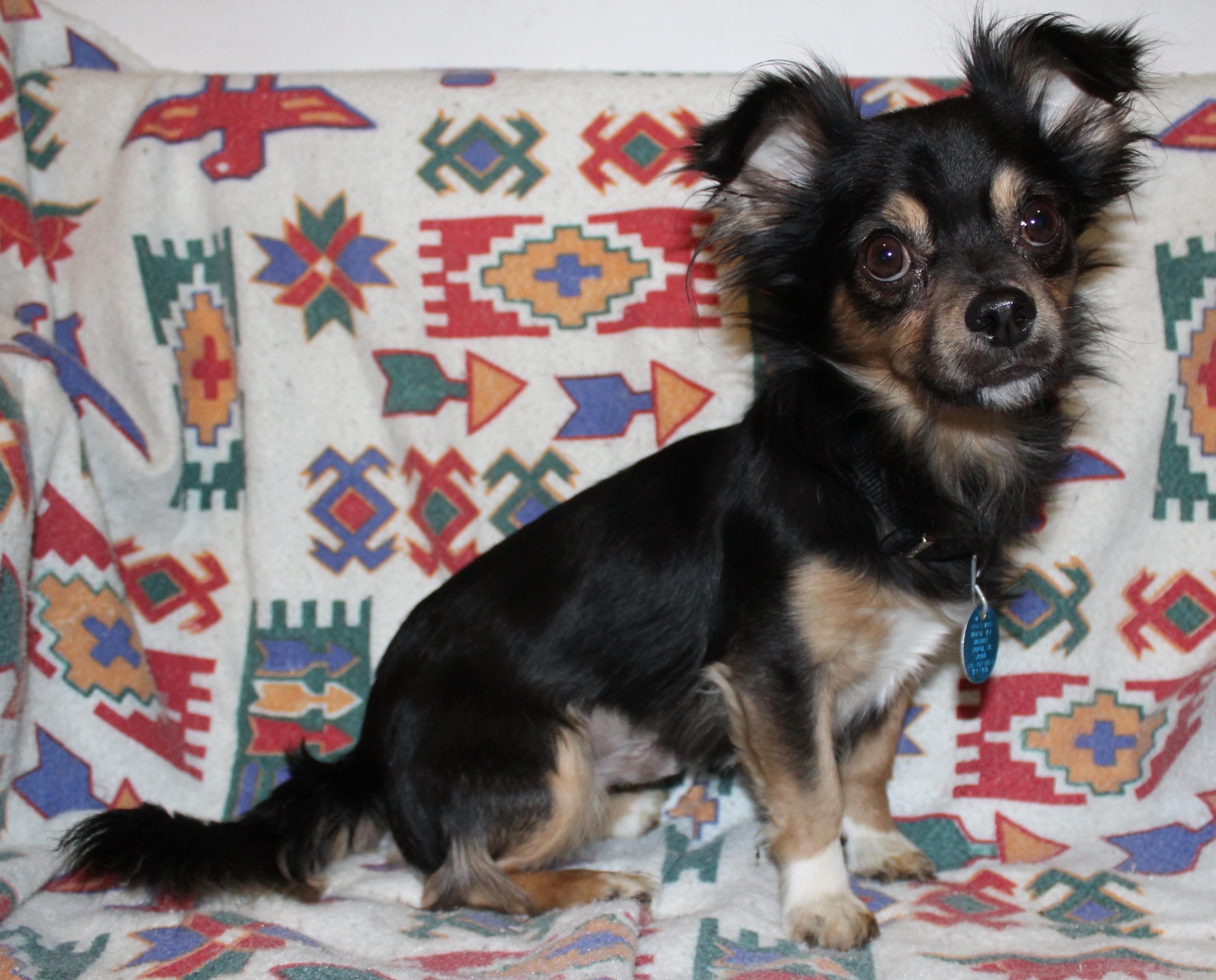 Enlarge Charlie, an adopted mixed breed in Huron, SD image 1/4